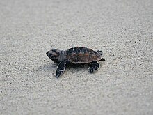 Foto d'una petita tortuga caminant a través de la sorra