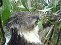 Koala mangan ron eukaliptus