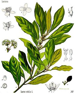 Laurus nobilis (ilustração do Köhler's Medizinal-Pflanzen).