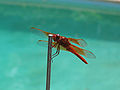 Sympetrum rubicundulum