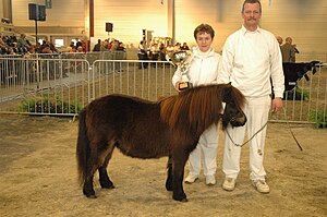 Poni Shetland