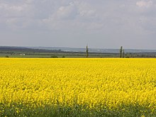 Photographie couleur d'un champ de fleurs jaunes.