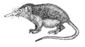 Deutsch: Schlitzrüssler Solenodontidae (cat.)