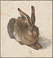 Dürer, Young Hare