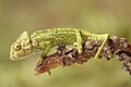 Chameleon obecný z Portugalska