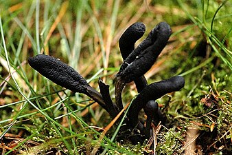 Geoglossaceae Geoglossum umbratile'