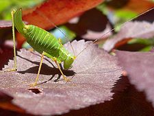 Huk haq'arwitu: Leptophyes punctatissima