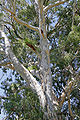 Wit eukaliptus ingkang dados papan panggénanipun Koala