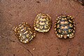 Anak leopard tortoises