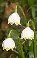 Frühlingsknotenblume, auch Märzenbecher genannt