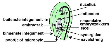 zaadknop (groen) met nucellus (ongekleurd)