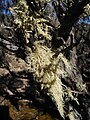 Usnea sp. (Réunion island)