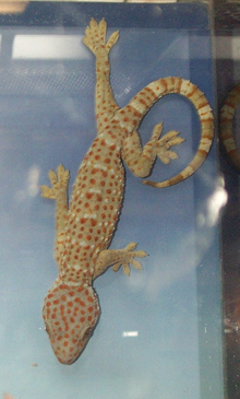 Gekko gecko, le gekko specie le plus consuete e extense.