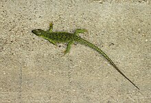 Lézard ocellé se déplaçant sur un mur en béton à la verticale