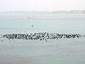 Aves migratorias en Ropar, enero 2018