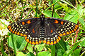 Severoamerická babočka Euphydryas phaeton