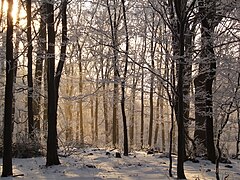 Beech forest, Mátra