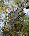 Crocodylus acutus