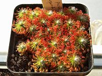 Drosera sargentii