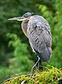 Image 3Great blue heron in Green-Wood Cemetery