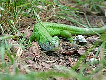 Vue d'un Lézard vert occidental