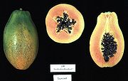 Carica papaya, kultivar 'Sunset'