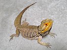 有鱗類のフトアゴヒゲトカゲ Pogona vitticeps