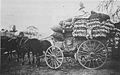 Bert Mann with a load of rabbit skins, Walcha, NSW