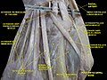 First metacarpal bone. Deep dissection.