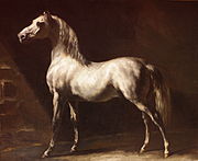 Cavallo arabo grigio-bianco
