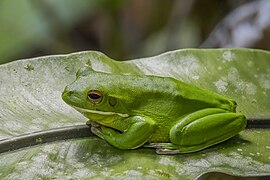 Nyctimystes infrafrenatus dans la forêt de Daintree en Australie. Novembre 2023.