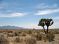 Frå Mojaveørkenen sørvest i Nevada.