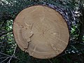辺材と心材の区別がつかないトウヒ属Picea engelmanniiの木材