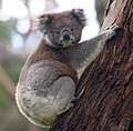 Koala gadhah kuku saéngga saged mènèk wit