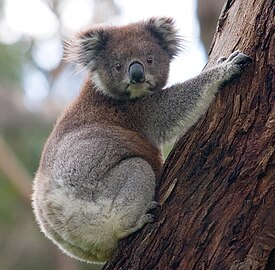 Коала (Phascolarctos cinereus)