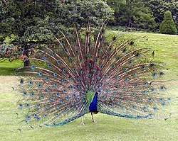 Riikinkukko (Pavo cristatus)