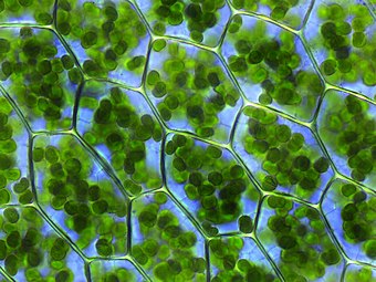 Cloroplastele celulelor plantelor conțin o concentrație mare de clorofilă, făcându-le să pară verzi.