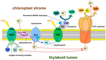 The light reactions of photosynthesis take place across the thylakoid membranes.