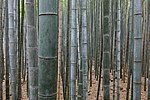 Thumbnail for File:Bamboo Forest, Arashiyama, Kyoto, Japan.jpg