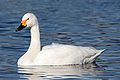 Cigne petit de Bewick (Cygnus bewickii o Cygnus columbianus bewickii)