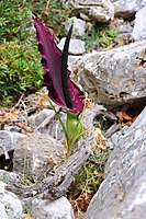 Kačja lilija(Dracunculus vulgaris)