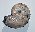 Ammonite (Cretacico)