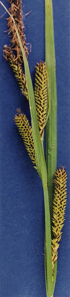 Description de l'image Carex aquatilis NRCS-2.jpg.