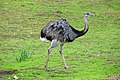 Greater Rhea