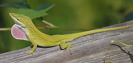 Zöld anolisz (Anolis carolinensis)