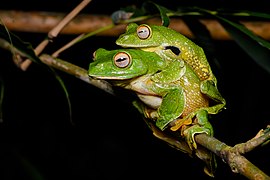 Katak yang sedang kawin