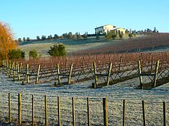 Vigne en lyre hors végétation