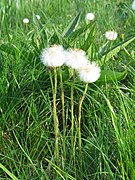 Akènes munis d'une aigrette.