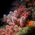 Sagte koraal van die orde Alcyonacea.