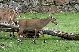 Des antilopes Nilgaut.